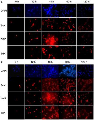 Rational Selection of Mixed Yeasts Starters for Agave Must Fermentation